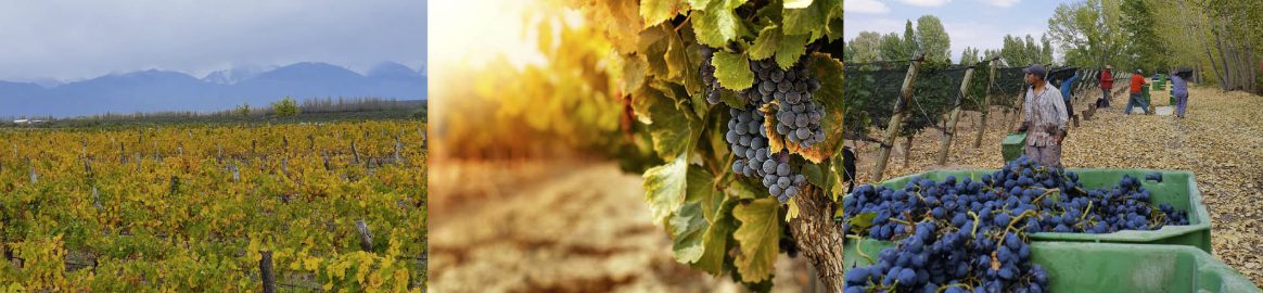 Viñedos, uvas tintas y cosecha